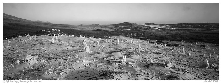 Bizarre ghost forest, San Miguel Island. Channel Islands National Park (black and white)