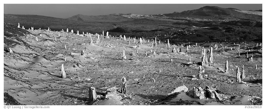 Rare caliche forest, San Miguel Island. Channel Islands National Park (black and white)