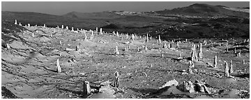 Rare caliche forest, San Miguel Island. Channel Islands National Park (Panoramic black and white)
