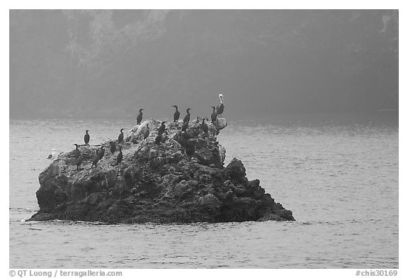 Rock covered with cormorants and pelicans, Santa Cruz Island. Channel Islands National Park, California, USA.