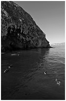 Scuba divers in cove below cliffs, Annacapa island. Channel Islands National Park, California, USA. (black and white)