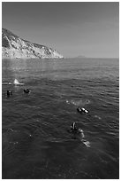 Scuba diving near Santa Cruz Island. Channel Islands National Park, California, USA. (black and white)