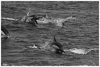 Dolphins jumping out of ocean water. Channel Islands National Park ( black and white)