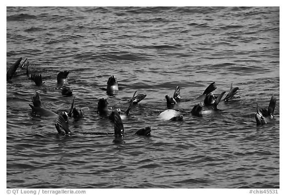 Raft of sea lions in ocean. Channel Islands National Park (black and white)