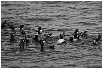 Raft of sea lions in ocean. Channel Islands National Park, California, USA. (black and white)