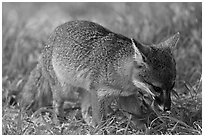 Critically endangered Coast Fox (Channel Islands Fox), Santa Cruz Island. Channel Islands National Park, California, USA. (black and white)