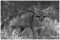 Island fox (Urocyon littoralis santacruzae), Santa Cruz Island. Channel Islands National Park, California, USA. (black and white)