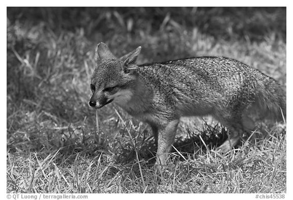 Short-Tailed Fox (Insular Gray Fox), Santa Cruz Island. Channel Islands National Park, California, USA.