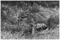 Short-Tailed Fox (Insular Gray Fox), Santa Cruz Island. Channel Islands National Park, California, USA. (black and white)