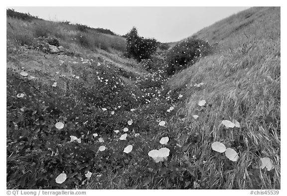 Wild Morning Glory in gully, Santa Cruz Island. Channel Islands National Park, California, USA.