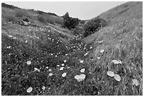 Wild Morning Glory in gully, Santa Cruz Island. Channel Islands National Park ( black and white)