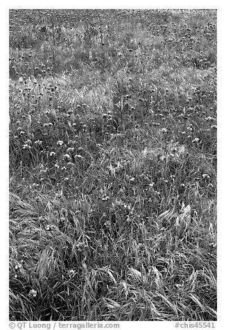 Wildflowers and grasses, Santa Cruz Island. Channel Islands National Park (black and white)