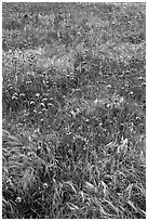 Wildflowers and grasses, Santa Cruz Island. Channel Islands National Park ( black and white)