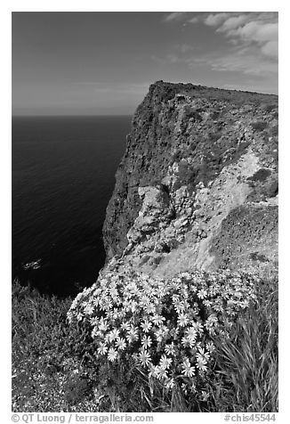 Coreopsis and cliff, Cavern Point, Santa Cruz Island. Channel Islands National Park (black and white)