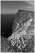 Coreopsis and cliff, Cavern Point, Santa Cruz Island. Channel Islands National Park, California, USA. (black and white)