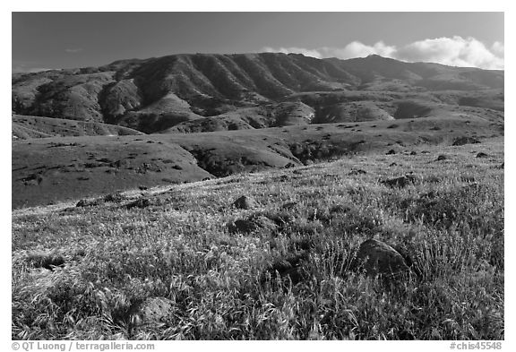 Grasses and Montannon Ridge, Santa Cruz Island. Channel Islands National Park (black and white)
