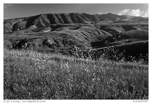 Mustard in bloom and interior hills, Santa Cruz Island. Channel Islands National Park, California, USA.