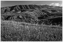 Mustard in bloom and interior hills, Santa Cruz Island. Channel Islands National Park, California, USA. (black and white)