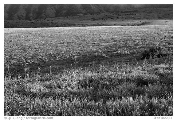 Meadown in spring, Santa Cruz Island. Channel Islands National Park, California, USA.