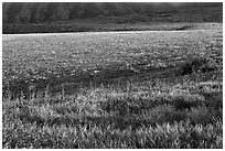 Meadown in spring, Santa Cruz Island. Channel Islands National Park, California, USA. (black and white)