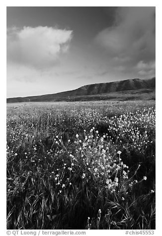 Flowers and hills near Potato Harbor, late afternoon, Santa Cruz Island. Channel Islands National Park, California, USA.