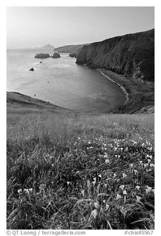Wild Morning Glories and bay at sunrise, Scorpion Anchorage, Santa Cruz Island. Channel Islands National Park (black and white)