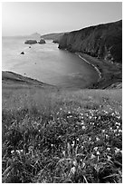 Wild Morning Glories and bay at sunrise, Scorpion Anchorage, Santa Cruz Island. Channel Islands National Park ( black and white)