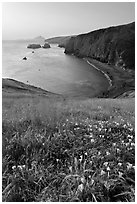 Wild Morning Glories and bay at sunrise, Scorpion Anchorage, Santa Cruz Island. Channel Islands National Park, California, USA. (black and white)