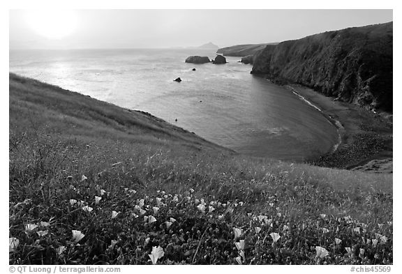 Wild Morning Glories and Scorpion Anchorage, sunrise, Santa Cruz Island. Channel Islands National Park (black and white)