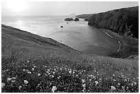 Wild Morning Glories and Scorpion Anchorage, sunrise, Santa Cruz Island. Channel Islands National Park, California, USA. (black and white)