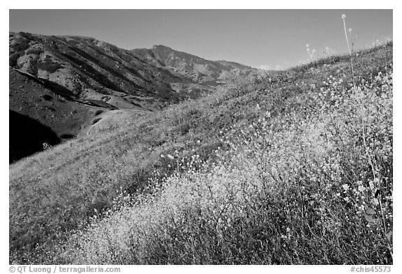 Mustard, grasses, and hills, Santa Cruz Island. Channel Islands National Park (black and white)