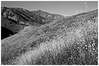 Mustard, grasses, and hills, Santa Cruz Island. Channel Islands National Park, California, USA. (black and white)