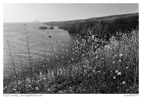 Mustard in bloom and seacliffs, Scorpion Anchorage, Santa Cruz Island. Channel Islands National Park (black and white)