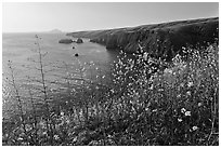 Mustard in bloom and seacliffs, Scorpion Anchorage, Santa Cruz Island. Channel Islands National Park ( black and white)