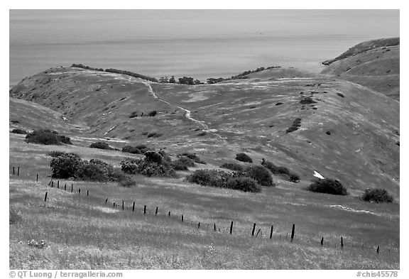 Grasslands in the spring, fence and ocean, Santa Cruz Island. Channel Islands National Park, California, USA.