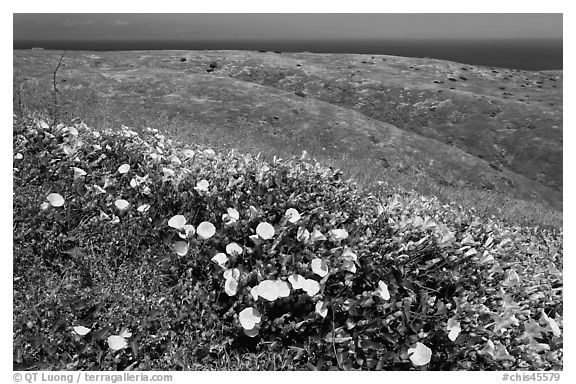 Wild Morning Glory flowers, hills, and ocean, Santa Cruz Island. Channel Islands National Park, California, USA.