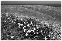 Wild Morning Glory flowers, hills, and ocean, Santa Cruz Island. Channel Islands National Park, California, USA. (black and white)