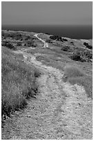 Winding dirt road and ocean, Santa Cruz Island. Channel Islands National Park, California, USA. (black and white)