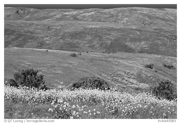 Mustard flowers and rolling hills, Santa Cruz Island. Channel Islands National Park (black and white)