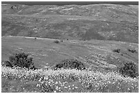 Mustard flowers and rolling hills, Santa Cruz Island. Channel Islands National Park, California, USA. (black and white)