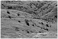 Scorpion Canyon in the spring, Santa Cruz Island. Channel Islands National Park, California, USA. (black and white)