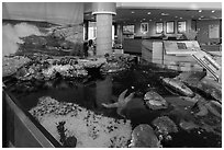 Artificial tidepool inside visitor center. Channel Islands National Park ( black and white)