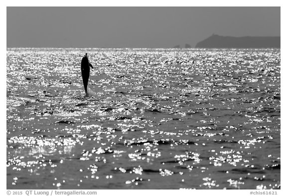 Dolphin jumping straight out of water, East Anacapa Island in background. Channel Islands National Park (black and white)