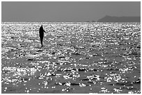 Dolphin jumping straight out of water, East Anacapa Island in background. Channel Islands National Park ( black and white)