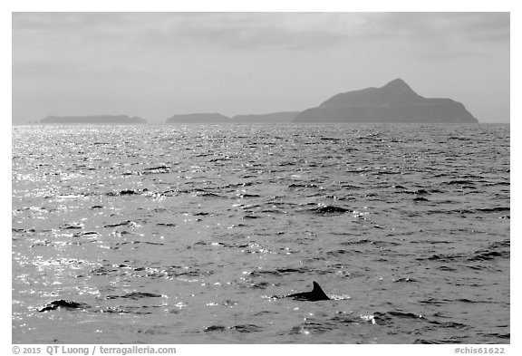 Dolphin fin and Anacapa Islands in background. Channel Islands National Park (black and white)