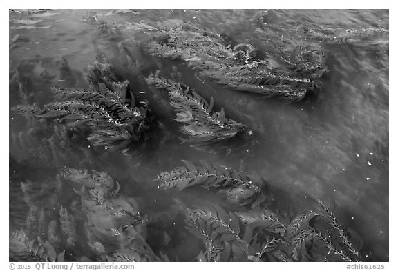 Kelp floating on water, Santa Cruz Island. Channel Islands National Park (black and white)