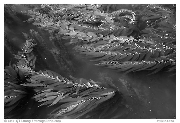 Kelp in shallow waters, Santa Cruz Island. Channel Islands National Park (black and white)