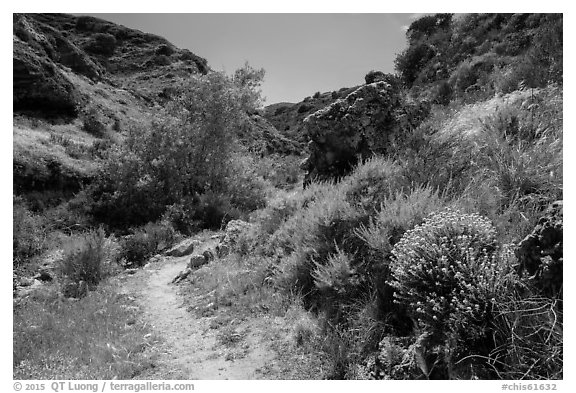Cherry Canyon Trail, Santa Rosa Island. Channel Islands National Park (black and white)