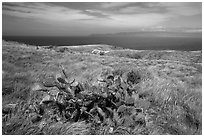 Cactus on marine terrace, Santa Rosa Island. Channel Islands National Park ( black and white)