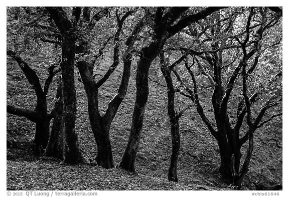 Cloud forest of endemic Island Oak, Santa Rosa Island. Channel Islands National Park (black and white)